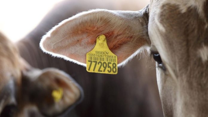 Dvara Partners With IFFCO Tokio To Launch Artificial Intelligence Powered Cattle Digital Identity
