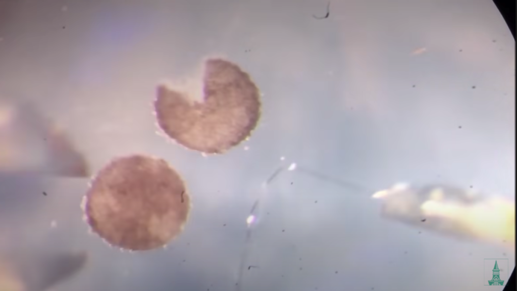 Xenobots the world’s first living robot that can reproduce Analytics