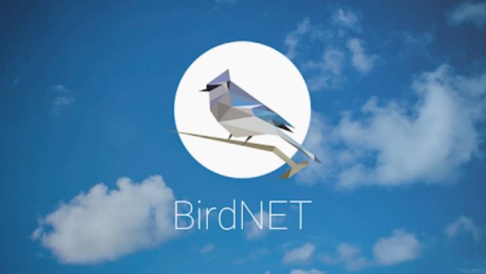 birdnet app identifies birds by sound